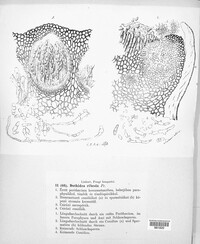 Dothiora ribesia image